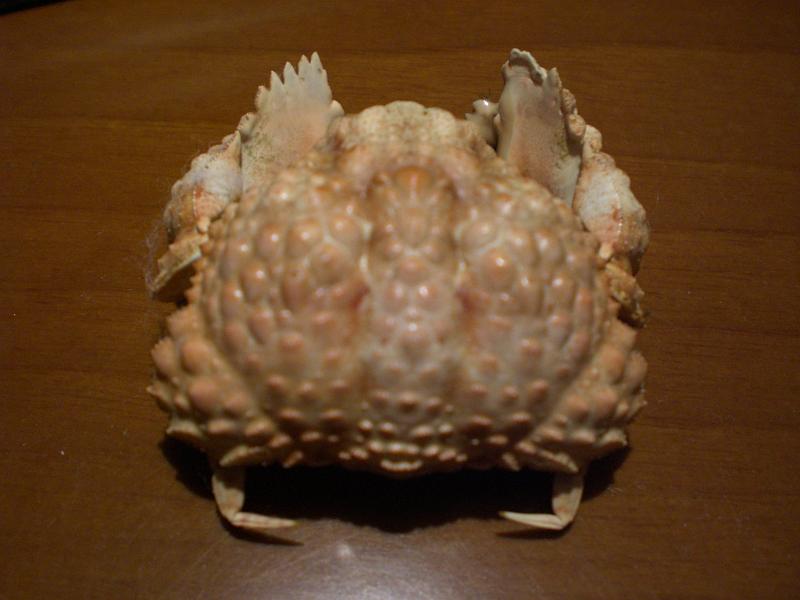 calappa capellonis T.F.C. dorsal view A2.jpg